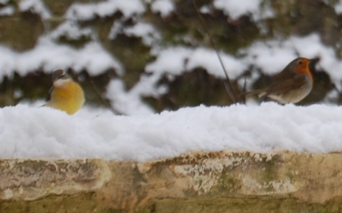 bergeronette rougegorge neige