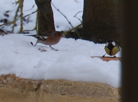 pinson mesange neige